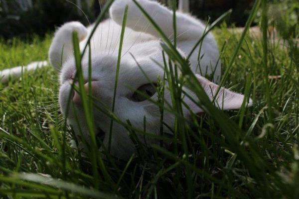 /Images/uploads/Humane Society of Utah/HSU2018/entries/4209thumb.jpg